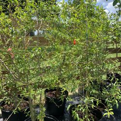 Vietnami Red Pomegranate Tree With Fruit (7 Ft Tall) 