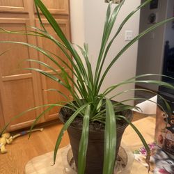 Spider plant
