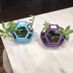 Succulents In Plantygons