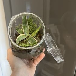 Terrarium With Verigated Agave