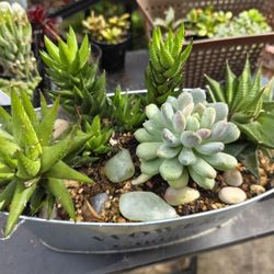 $20 Each. Plant Sale Sunday In San Lorenzo. 1pm To 5pm