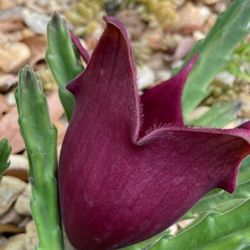 Black Bell Stapilia Teendertziae Succulent live plant