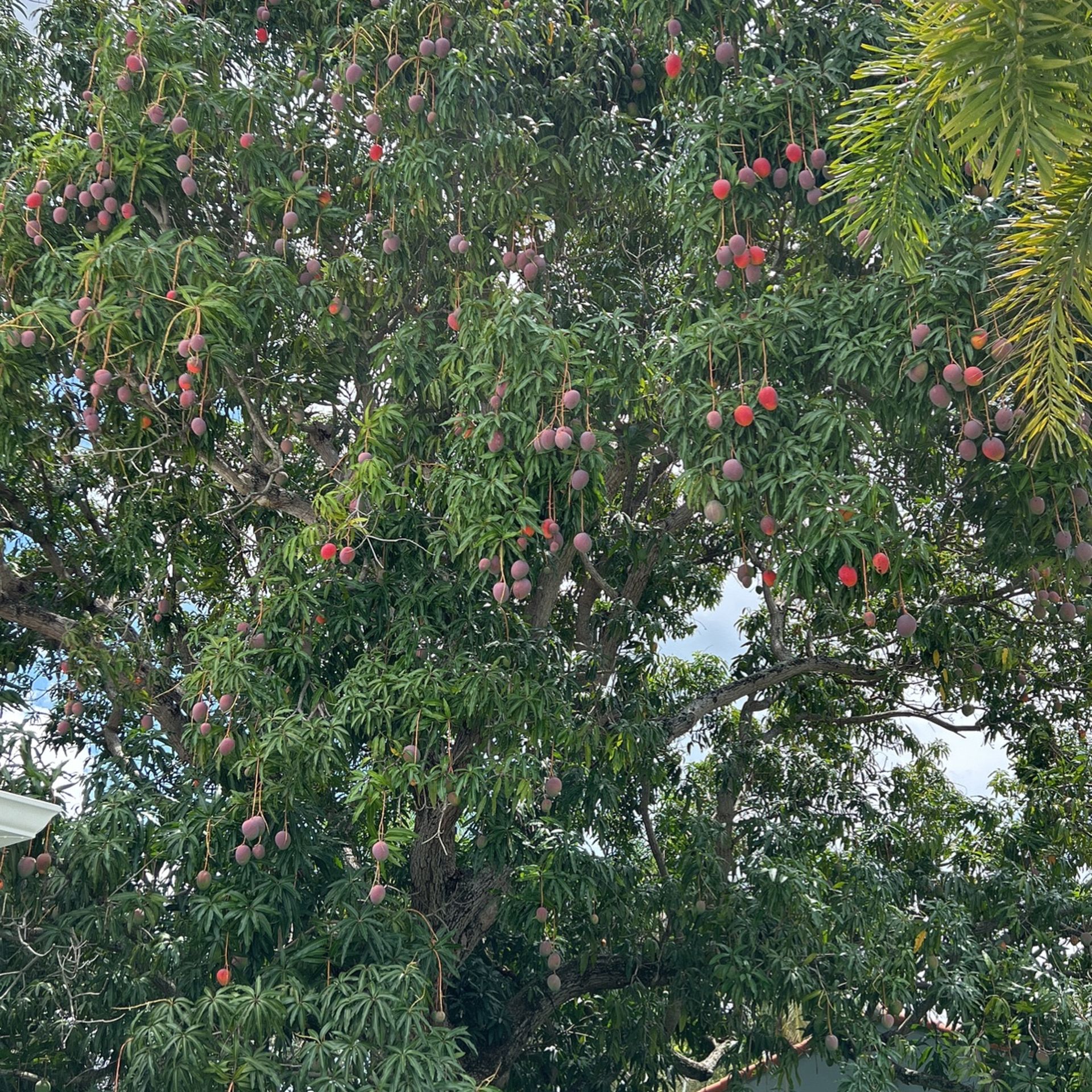 Full tree Of mangoes
