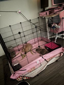 Bunny cage