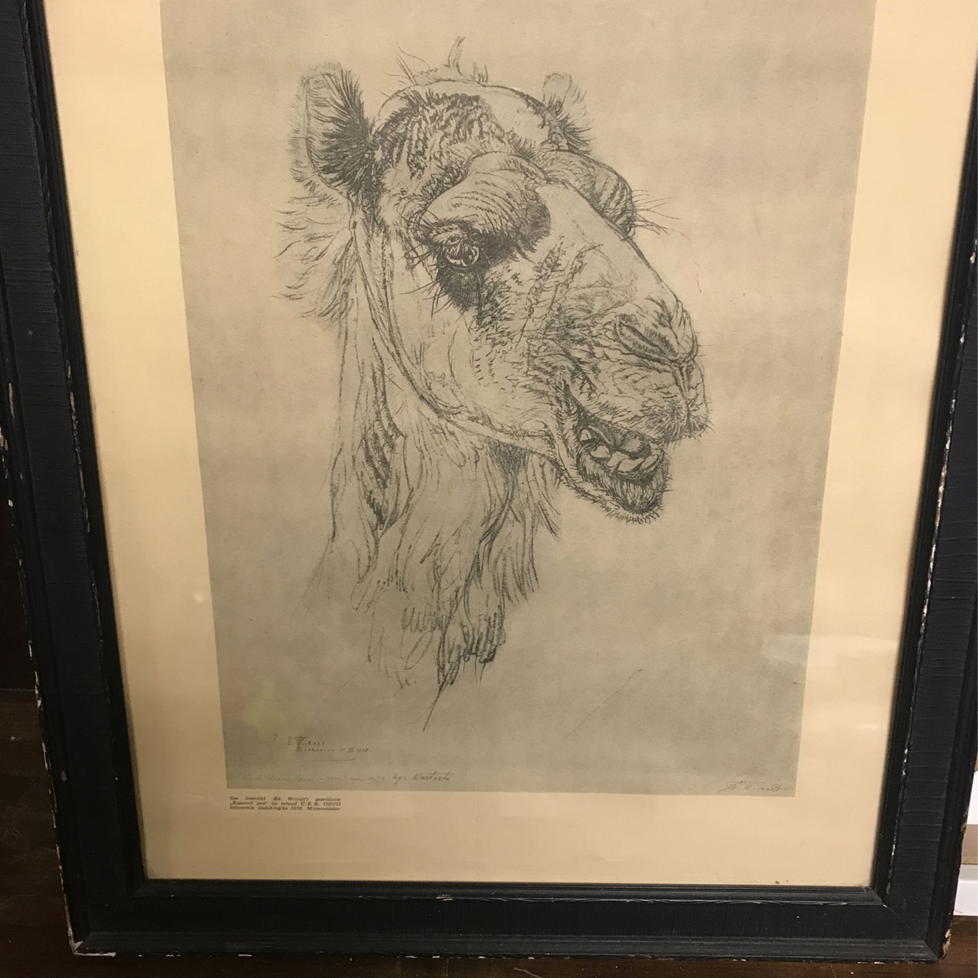 Print Of A Camels Head; Signed