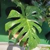 Plants210