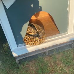 Dog House