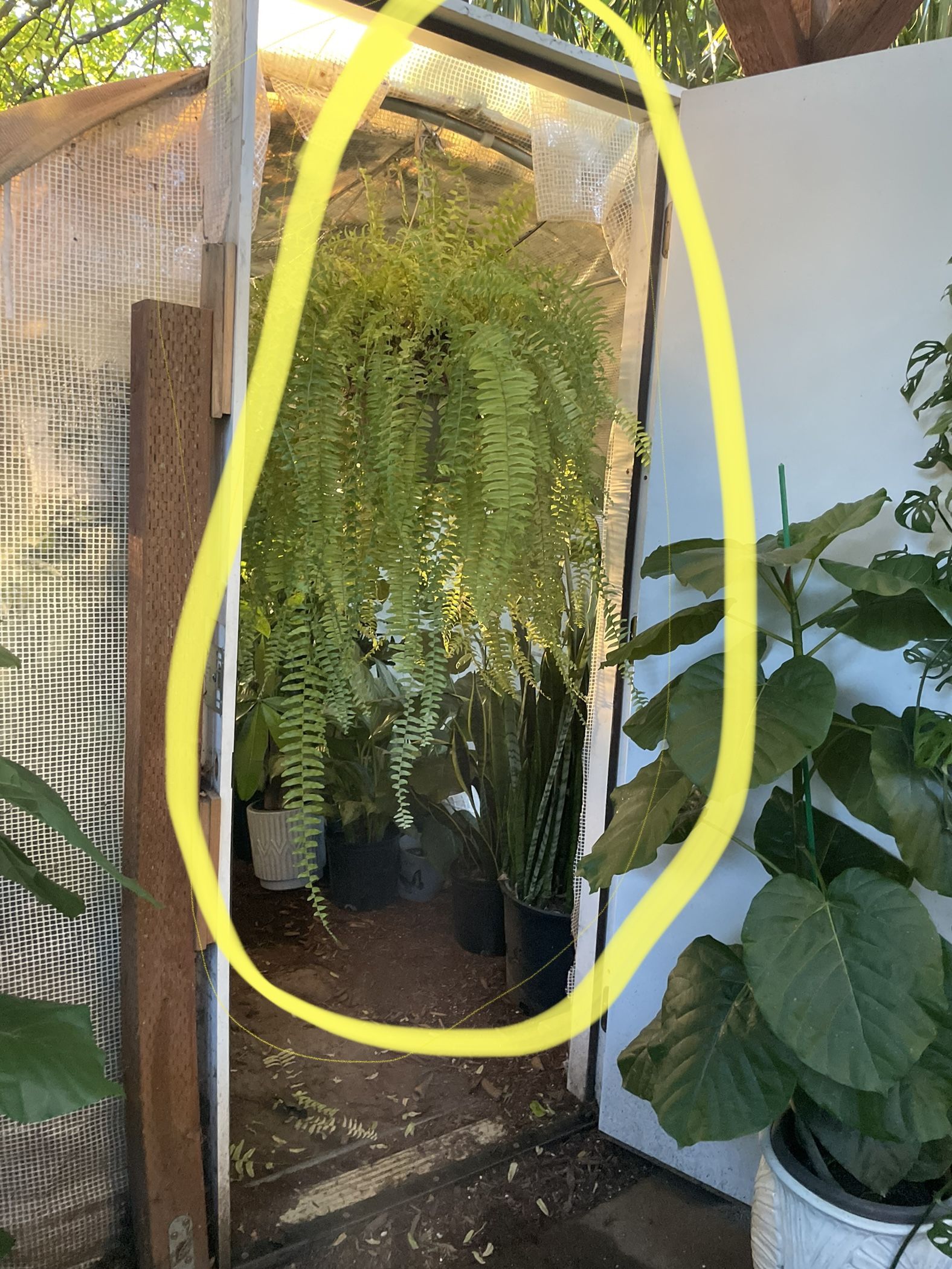 Today’s special: Huge 10” pot Boston Fern (~3.5ft-4ft)  Special $40each/reg.$60each 95820