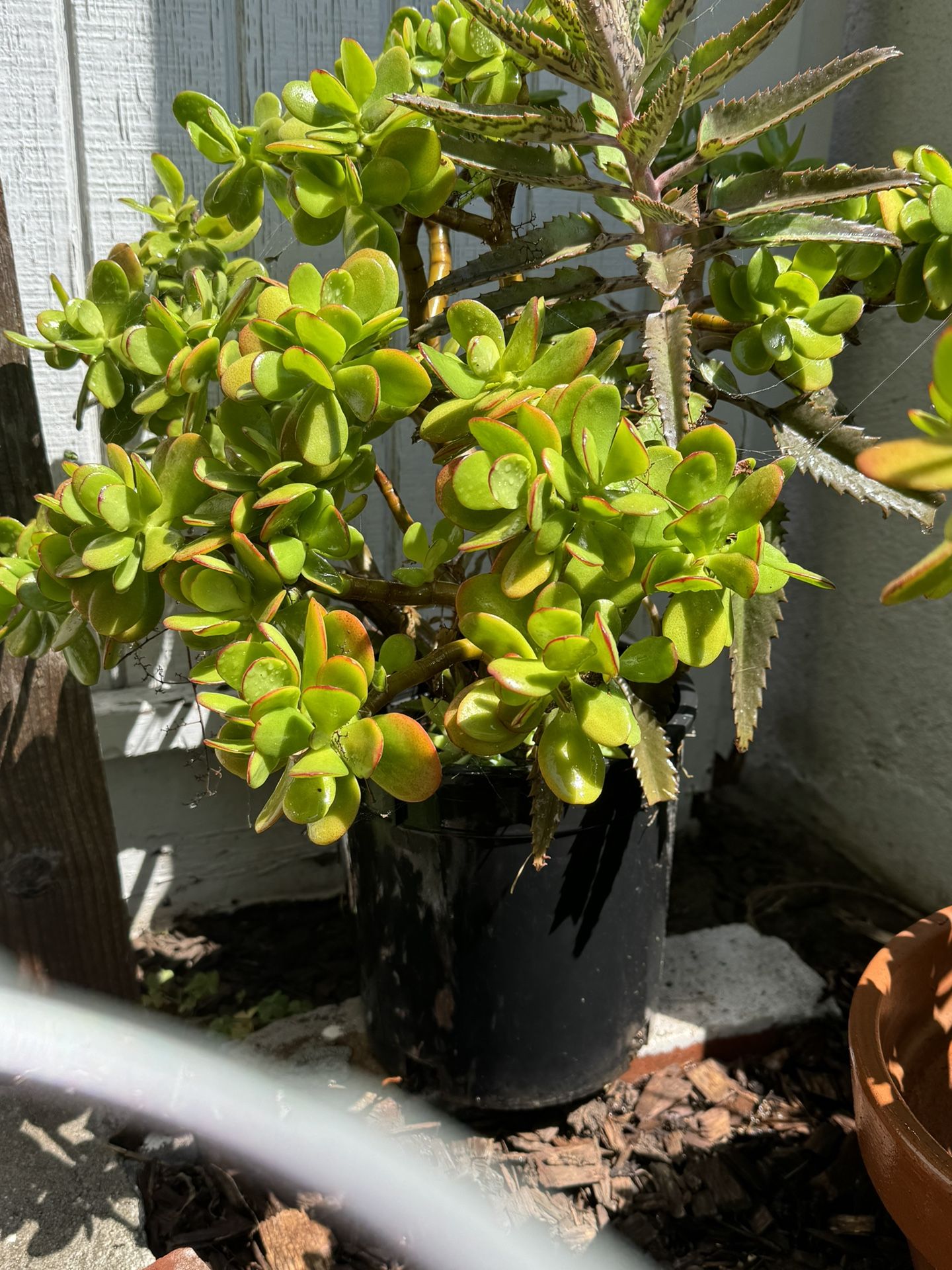 Jade Tree Succulent 