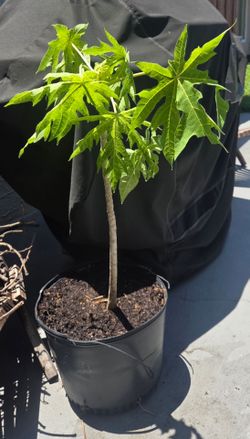 Papaya Tree