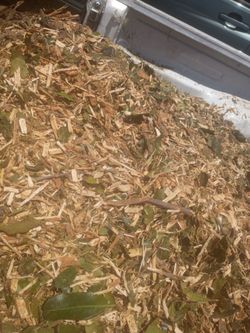 Quality wood chips and logs