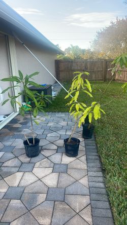 Fruit Trees