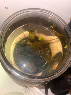 Ramshorn snails