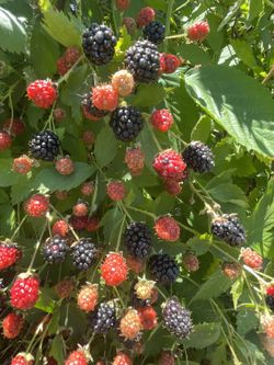 Sweet Blackberry