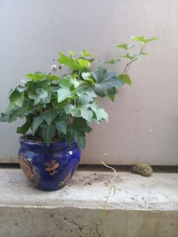 Small English ivy plant in miniature blue and gold vessel