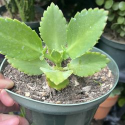 Kalanchoe Planta Medicinal Tengo 3 Plantas Disponibles $10 Cada Una 