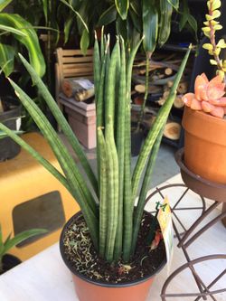 Real plant - indoor dragon fingers sansevieria