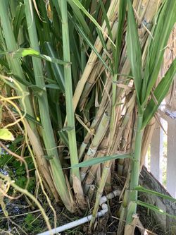 Sugar Cane 1$/pound