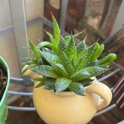 Beautiful Yea Pot With Succulent 