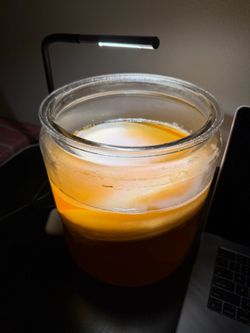 Kombucha SCOBY + Starter Tea – Ready to Brew