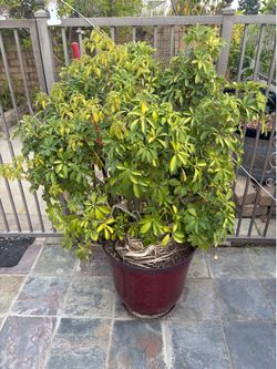 Plant
