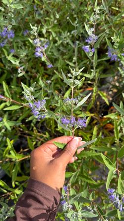 Blue Mist Spirea