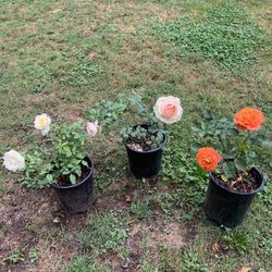 Outdoor rose