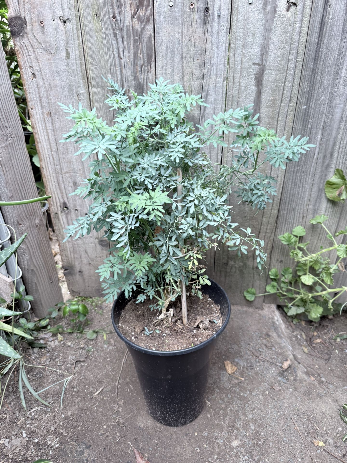 Ruda Plant Flower Herb 