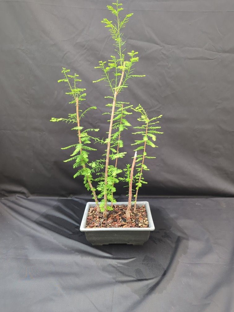 Bald Cypress Pre Bonsai Forest Planting #1