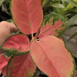 Super Pink Aglaonema