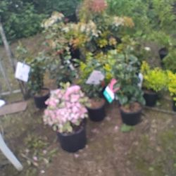 Plants For Sale And For Great Prices Don't Buy Your Plants At The Store And Pay A Fortune 