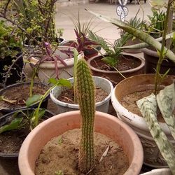 Castus Of All Sizes Starting  At $13