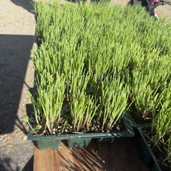 $7.00 each six pack Onions Plant’s 🧅/ Plantas de Cebollas🧅$7.00 el paquetito