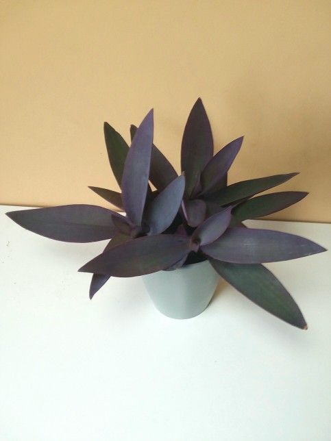 Tradescantia Pallida Plant/ House Plant/ Indoor Plant Flower Patio Garden