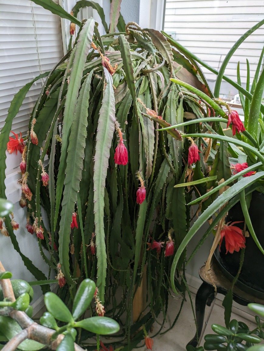 Fuchsia Catus