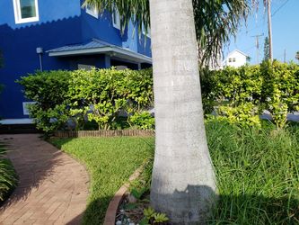 Vibernum shrubs
