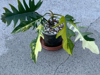 Philodendron Florida Beauty x Tortum