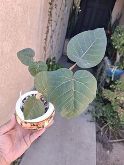 Ficus Petiolari "Rock Fig " Plant $25