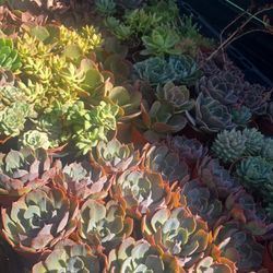 Echeverias & Succulent 