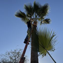 Palm trees