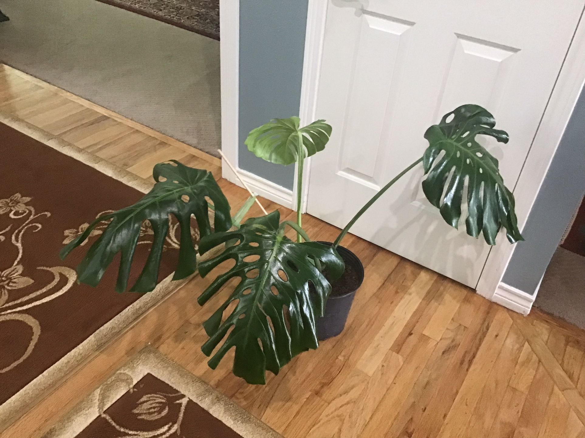 Plant