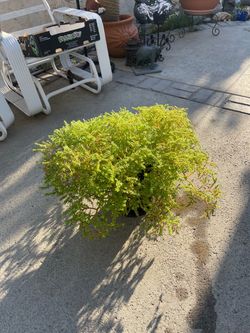 Beautiful plant