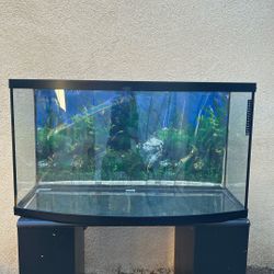 Fish Tank