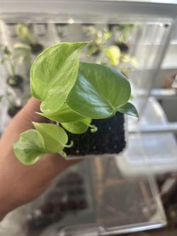Monstera Deliciosa Seedlings 