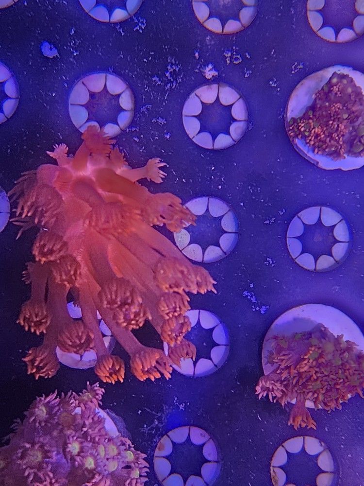 Red Goni Goniopora