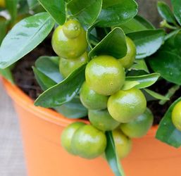 4ft 3gallon Calamansi Calamondin Philippines Lemon Fully Grown Tree for  Sale in Houston, TX - OfferUp