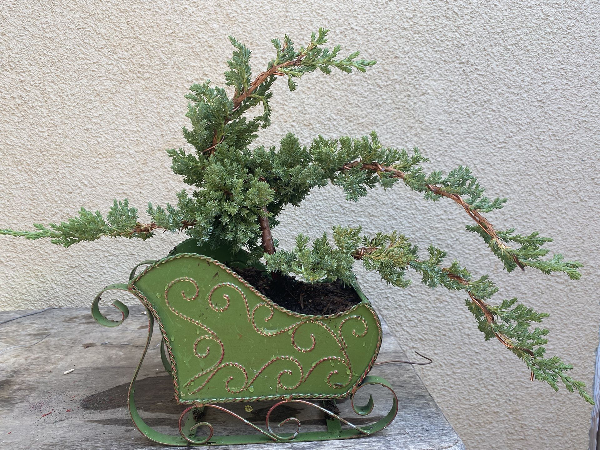 Bonsai Japanese Garden Junipers $65 Each