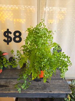 Maiden Hair Fern