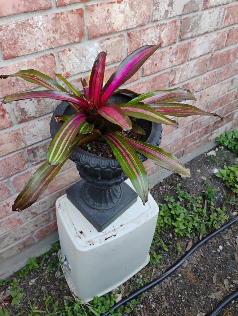 Bromelia