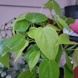 Pothos Neon Lime Plant 